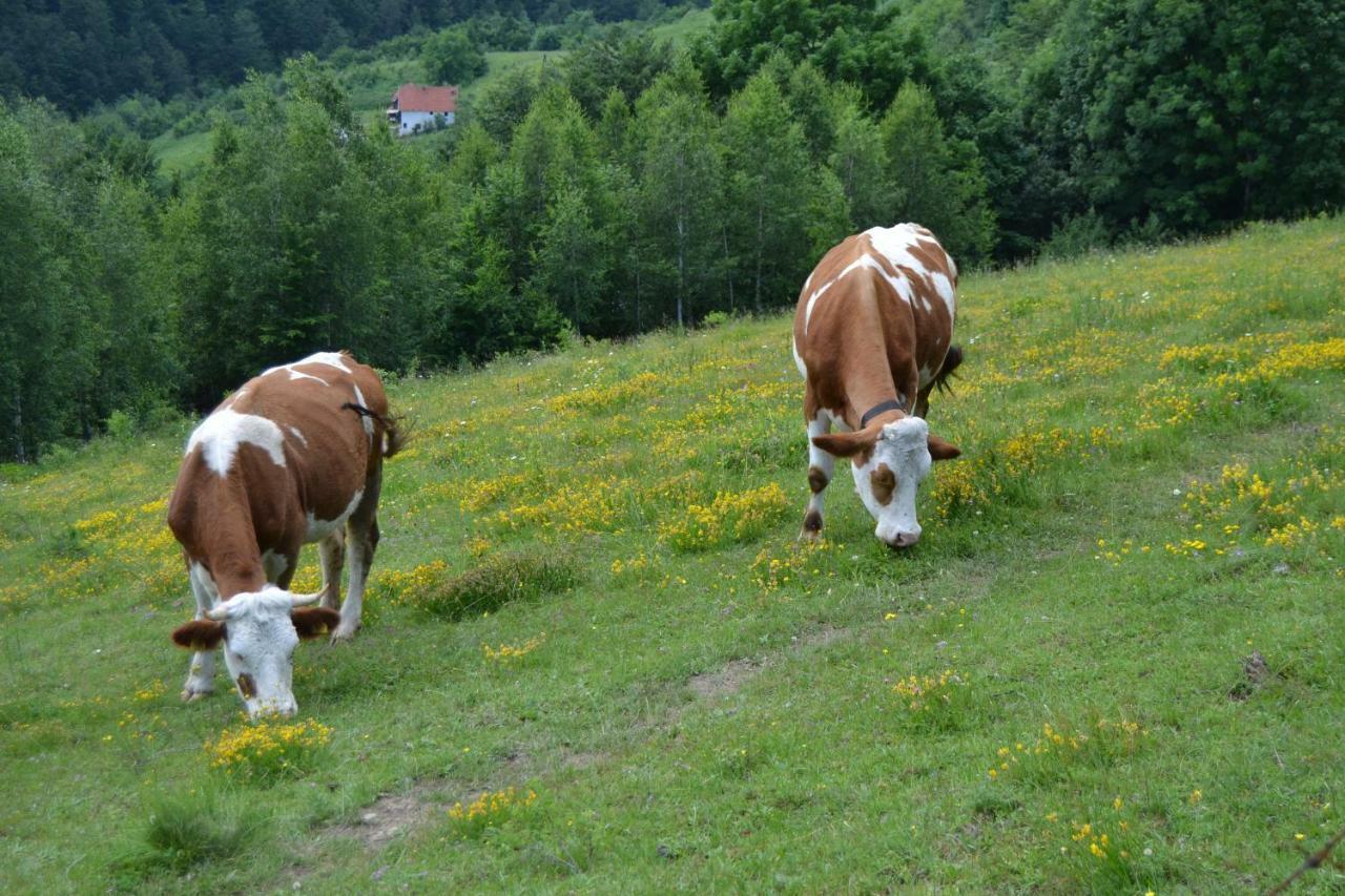 Turizam Koturovic Bed & Breakfast Ivanjica Eksteriør bilde